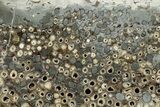 Polished Fossil Teredo (Shipworm Bored) Wood - England #279339-1